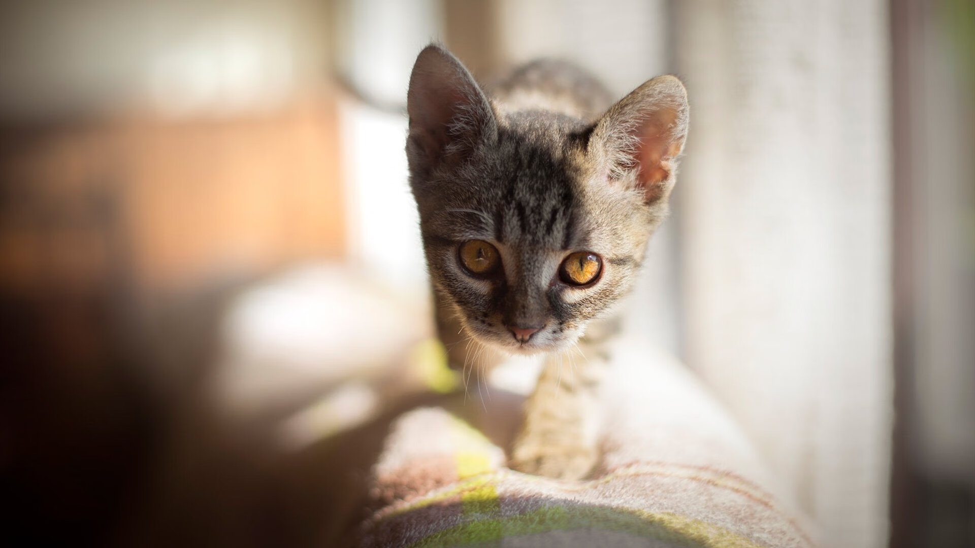 富安健洋生涯之夜铸就防线传奇，尼斯硬仗险胜卡塔尔财团阴影下的强敌